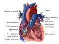 Anatomia ludzkich serc z zaznaczonymi komorami, przedsionkami i zastawkami. Strzałki pokazują przepływ krwi.
