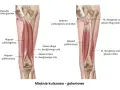 Anatomia mięśni uda: mięsień półścięgnisty i półbłoniasty, głowy mięśnia dwugłowego uda.