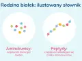 Ilustracja pokazuje, jak aminokwasy łączą się w peptydy, a następnie w białka.