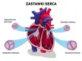 Schemat serca z zaznaczonymi zastawkami: pnia płucnego, aortalną, trójdzielną i mitralną. Zastawka mitralna ma dwa płatki.
