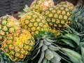 Ananas uczula? Odróżnij alergię od podrażnienia bromelainą