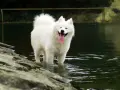 Samoyed dla alergika? Czy to możliwe? Pełny poradnik