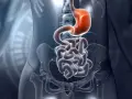 Anatomia układu pokarmowego: żołądek i jelita, w tym dwunastnica, ukazane w przezroczystej sylwetce człowieka.