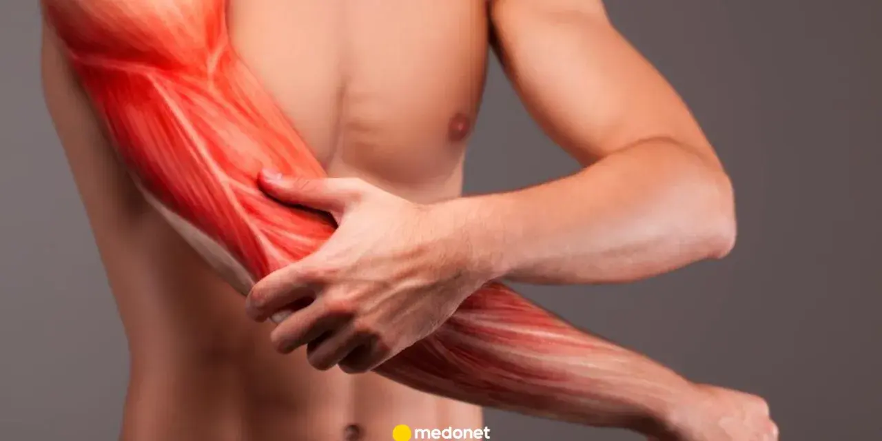 Widok mięśni ramienia, ukazujący szczegółowo biceps i przedramię.