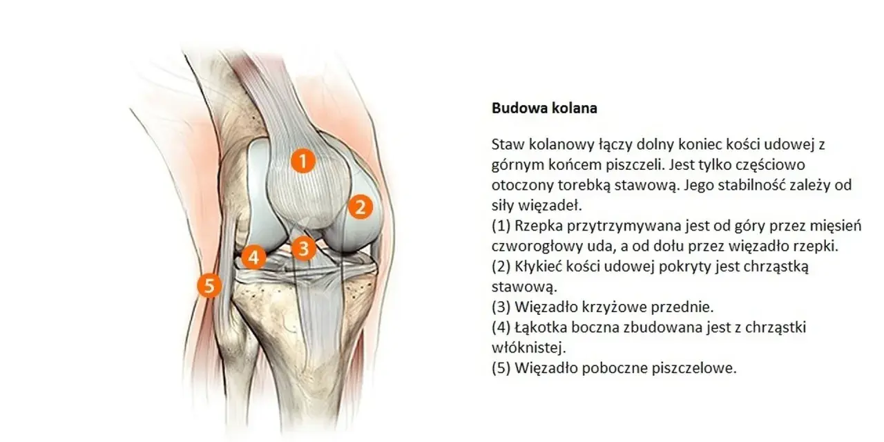 Anatomia kolana, kluczowa dla zrozumienia problemów takich jak gonartroza. Widoczne elementy to rzepka, kłykieć kości udowej, więzadła i łąkotka.