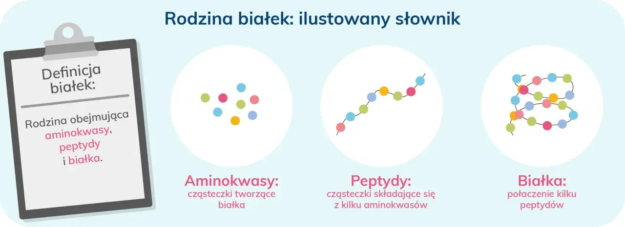 Ilustracja pokazuje, jak aminokwasy łączą się w peptydy, a następnie w białka.