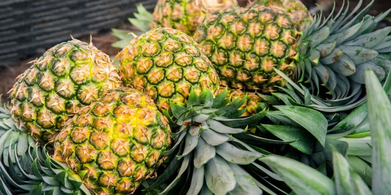 Ananas uczula? Odróżnij alergię od podrażnienia bromelainą