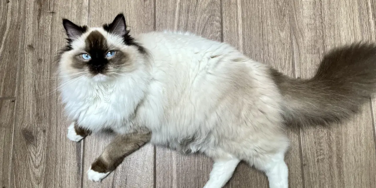 Czy Ragdoll uczula? Jak alergik może żyć z tym kotem?