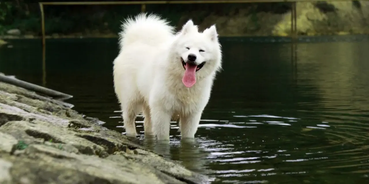 Samoyed dla alergika? Czy to możliwe? Pełny poradnik