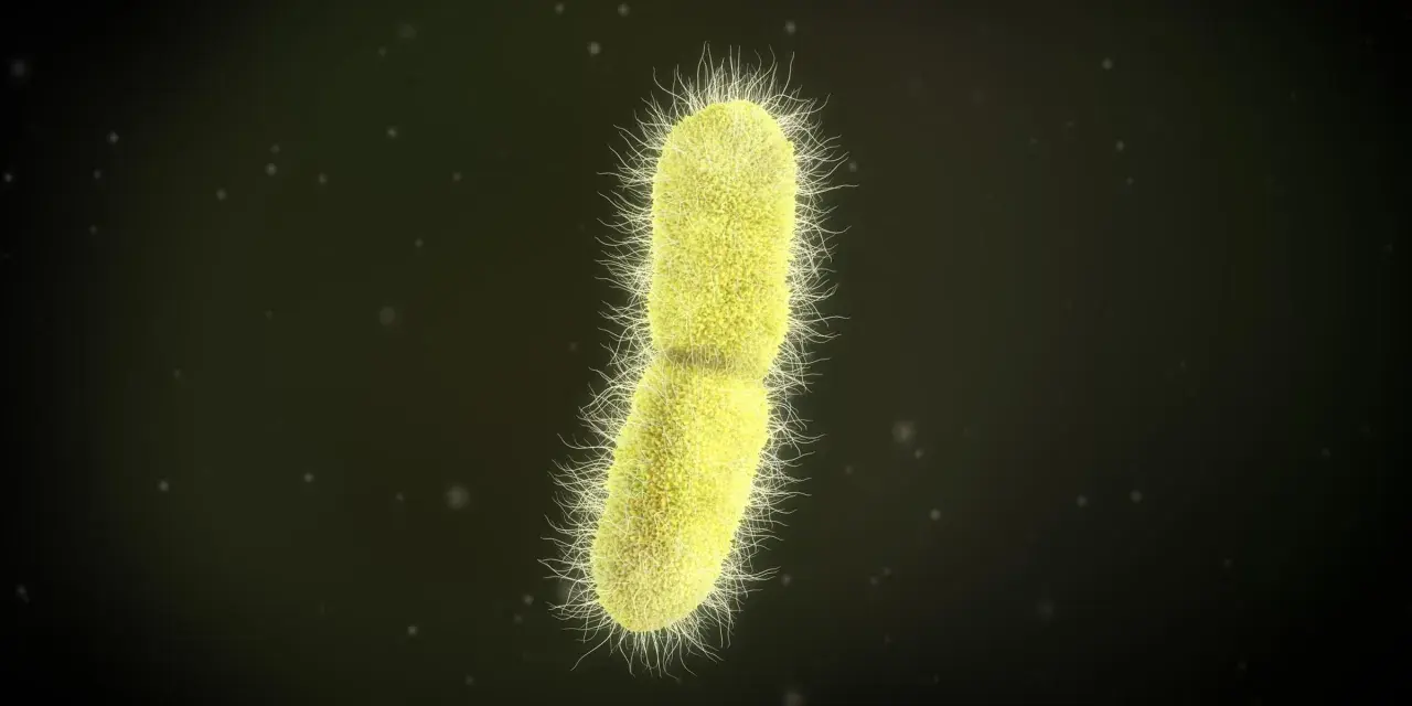 Żółta bakteria z licznymi rzęskami, przypominająca kształtem pałeczkę, to Klebsiella pneumoniae.