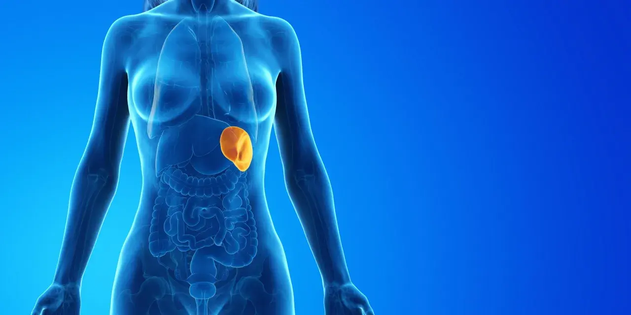 Anatomical illustration showing a translucent human torso with internal organs. The spleen, highlighted in orange, appears enlarged, indicating a potential medical condition.