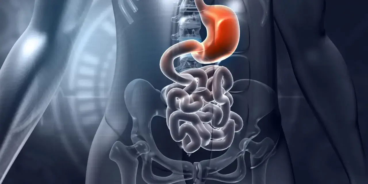 Anatomia układu pokarmowego: żołądek i jelita, w tym dwunastnica, ukazane w przezroczystej sylwetce człowieka.