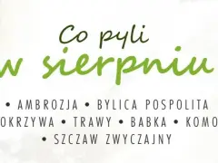 Co teraz pyli w sierpniu? Ambrozja, bylica, pokrzywa, trawy, babka, komosa i szczaw.
