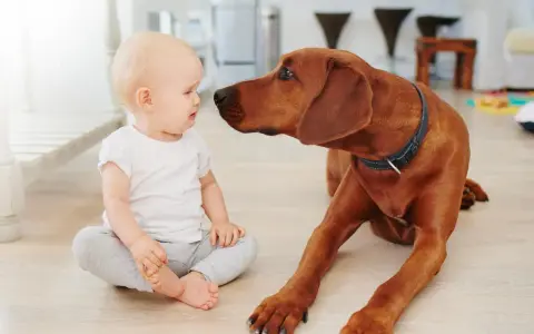 Mały chłopiec siedzi na podłodze, a obok niego leży duży, brązowy pies. Pies pochyla się do dziecka, jakby chciał je pocałować, a nie pogryźć.