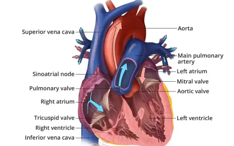 Anatomia ludzkich serc z zaznaczonymi komorami, przedsionkami i zastawkami. Strzałki pokazują przepływ krwi.