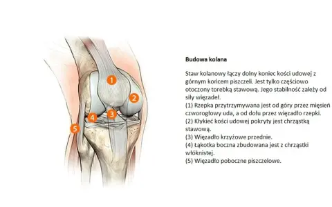 Anatomia kolana, kluczowa dla zrozumienia problemów takich jak gonartroza. Widoczne elementy to rzepka, kłykieć kości udowej, więzadła i łąkotka.