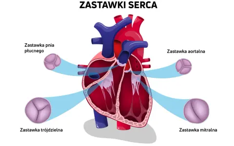 Schemat serca z zaznaczonymi zastawkami: pnia płucnego, aortalną, trójdzielną i mitralną. Zastawka mitralna ma dwa płatki.
