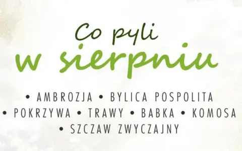 Co teraz pyli w sierpniu? Ambrozja, bylica, pokrzywa, trawy, babka, komosa i szczaw.