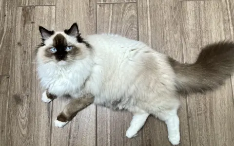 Czy Ragdoll uczula? Jak alergik może żyć z tym kotem?