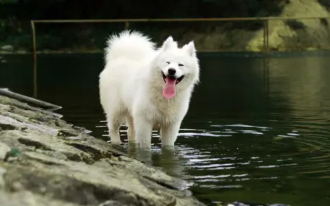 Samoyed dla alergika? Czy to możliwe? Pełny poradnik