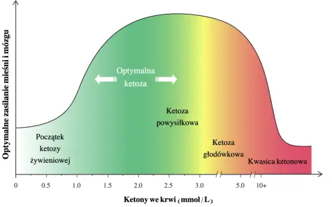 Wykres pokazuje optymalne zasilanie mięśni i mózgu w zależności od poziomu ketonów we krwi, od początku ketozy żywieniowej do kwasicy ketonowej.