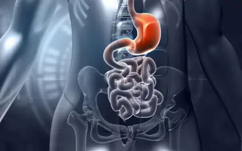 Anatomia układu pokarmowego: żołądek i jelita, w tym dwunastnica, ukazane w przezroczystej sylwetce człowieka.