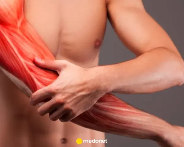Widok mięśni ramienia, ukazujący szczegółowo biceps i przedramię.