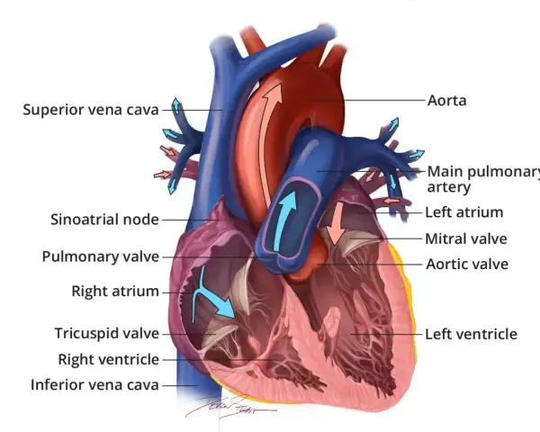 Anatomia ludzkich serc z zaznaczonymi komorami, przedsionkami i zastawkami. Strzałki pokazują przepływ krwi.