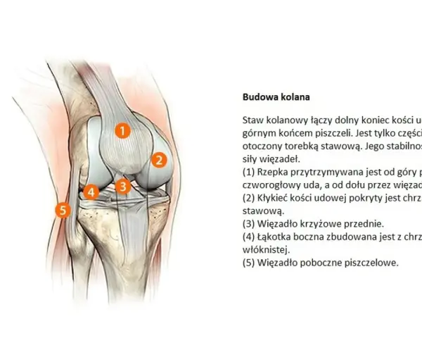 Anatomia kolana, kluczowa dla zrozumienia problemów takich jak gonartroza. Widoczne elementy to rzepka, kłykieć kości udowej, więzadła i łąkotka.