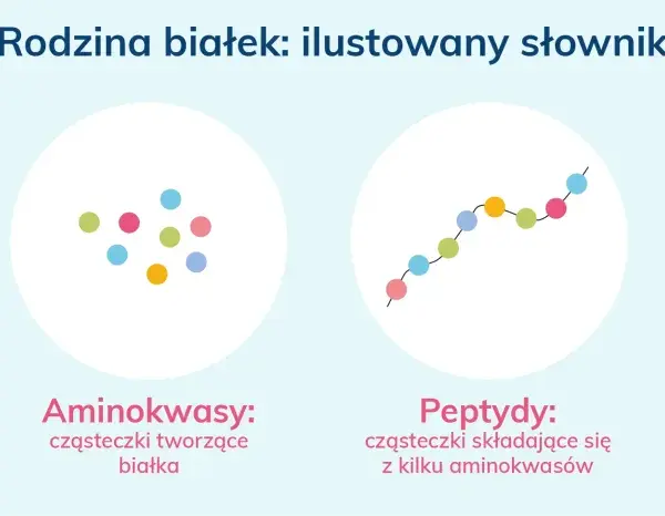 Ilustracja pokazuje, jak aminokwasy łączą się w peptydy, a następnie w białka.