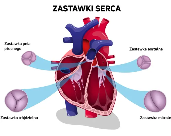 Schemat serca z zaznaczonymi zastawkami: pnia płucnego, aortalną, trójdzielną i mitralną. Zastawka mitralna ma dwa płatki.
