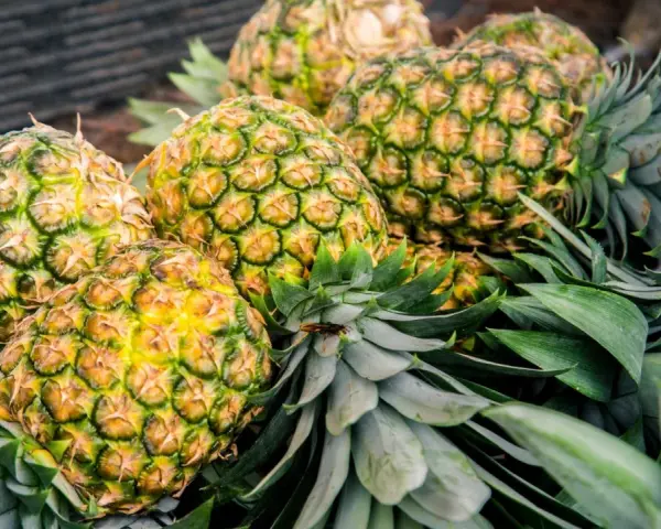 Ananas uczula? Odróżnij alergię od podrażnienia bromelainą