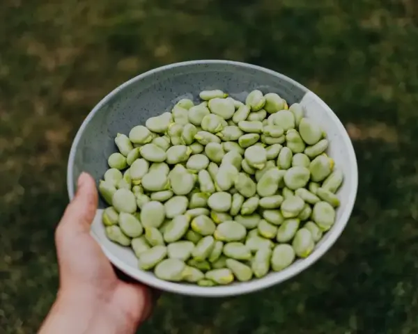 Miseczka pełna zielonego bobu, idealna na zdrowy posiłek. Bob to świetne źródło białka i błonnika, a jego bob kcal jest niski.