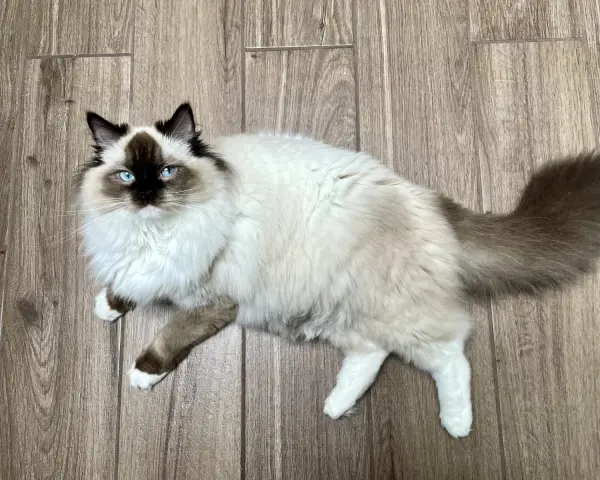 Czy Ragdoll uczula? Jak alergik może żyć z tym kotem?