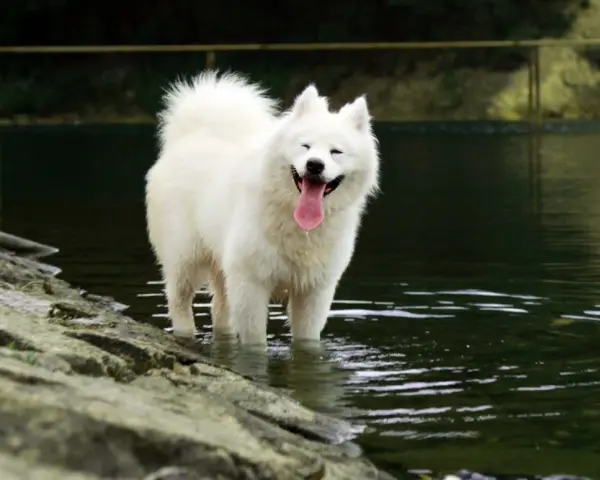 Samoyed dla alergika? Czy to możliwe? Pełny poradnik