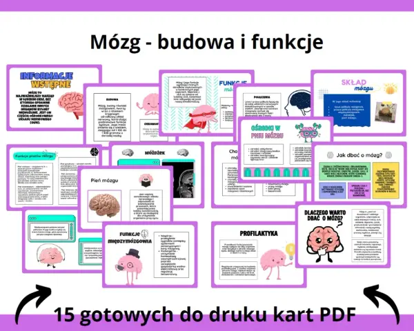 Mózg - budowa i funkcje. Grafika przedstawia schemat budowy i funkcji mózgu, z podziałem na poszczególne części i ich zadania.