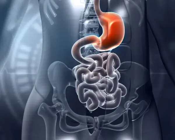 Anatomia układu pokarmowego: żołądek i jelita, w tym dwunastnica, ukazane w przezroczystej sylwetce człowieka.
