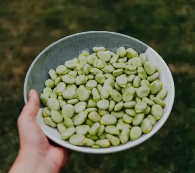 Miseczka pełna zielonego bobu, idealna na zdrowy posiłek. Bob to świetne źródło białka i błonnika, a jego bob kcal jest niski.