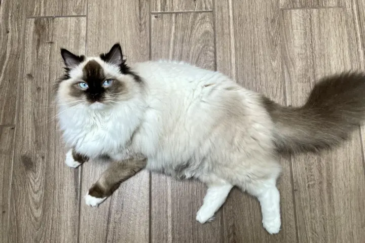 Czy Ragdoll uczula? Jak alergik może żyć z tym kotem?