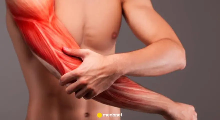 Widok mięśni ramienia, ukazujący szczegółowo biceps i przedramię.