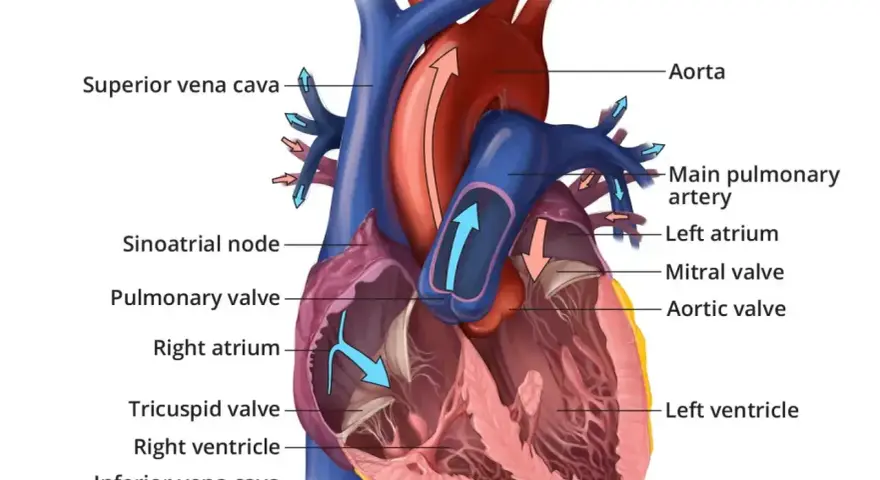 Anatomia ludzkich serc z zaznaczonymi komorami, przedsionkami i zastawkami. Strzałki pokazują przepływ krwi.