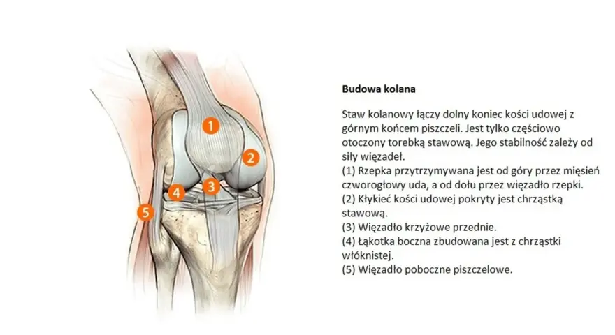Anatomia kolana, kluczowa dla zrozumienia problemów takich jak gonartroza. Widoczne elementy to rzepka, kłykieć kości udowej, więzadła i łąkotka.