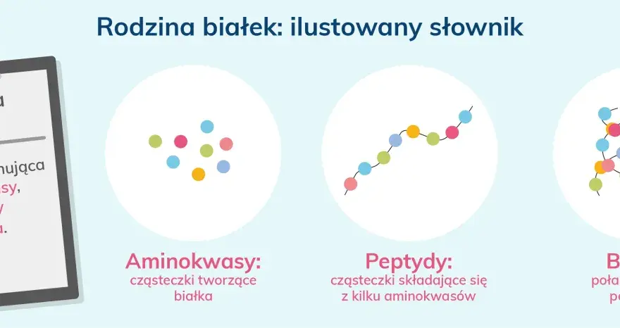 Ilustracja pokazuje, jak aminokwasy łączą się w peptydy, a następnie w białka.