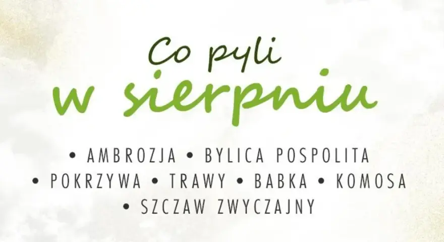 Co teraz pyli w sierpniu? Ambrozja, bylica, pokrzywa, trawy, babka, komosa i szczaw.