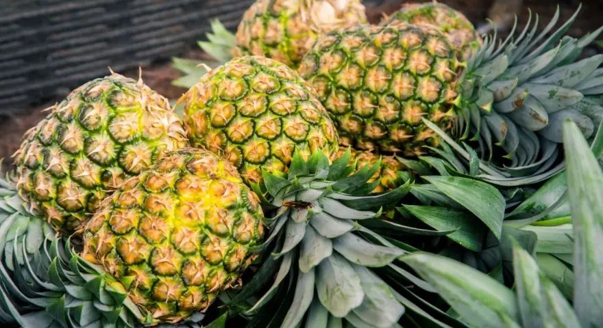 Ananas uczula? Odróżnij alergię od podrażnienia bromelainą