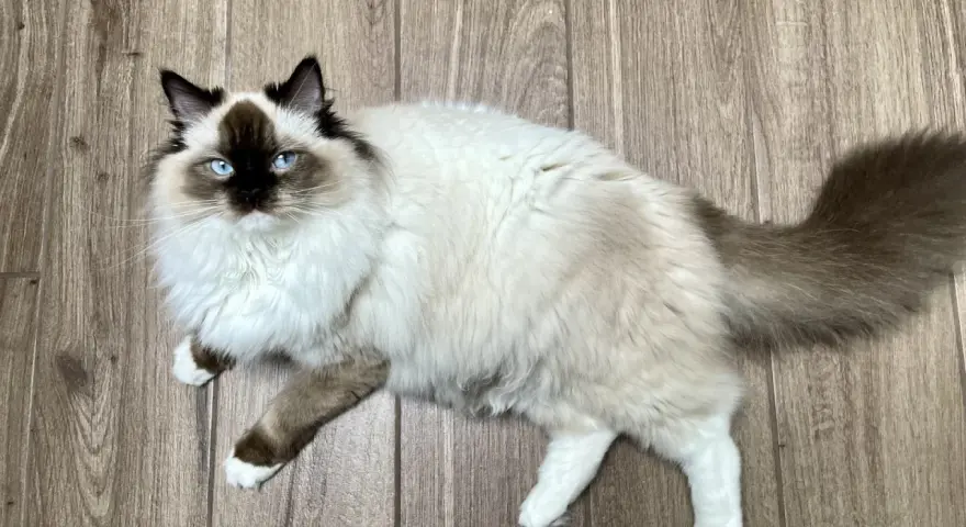 Czy Ragdoll uczula? Jak alergik może żyć z tym kotem?
