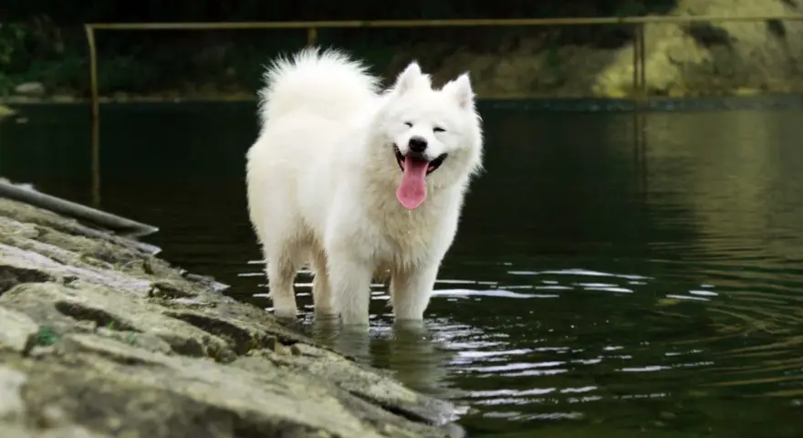 Samoyed dla alergika? Czy to możliwe? Pełny poradnik