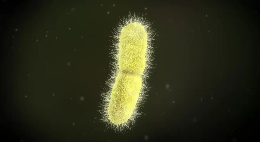 Żółta bakteria z licznymi rzęskami, przypominająca kształtem pałeczkę, to Klebsiella pneumoniae.