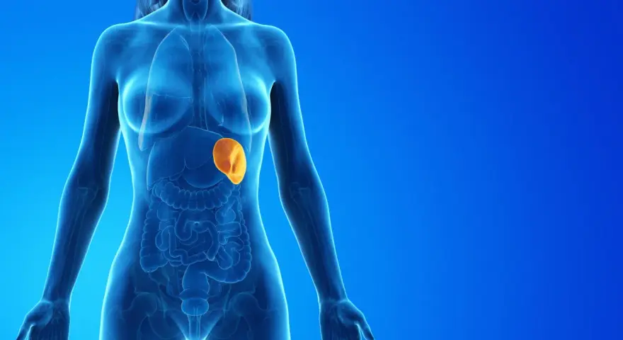 Anatomical illustration showing a translucent human torso with internal organs. The spleen, highlighted in orange, appears enlarged, indicating a potential medical condition.