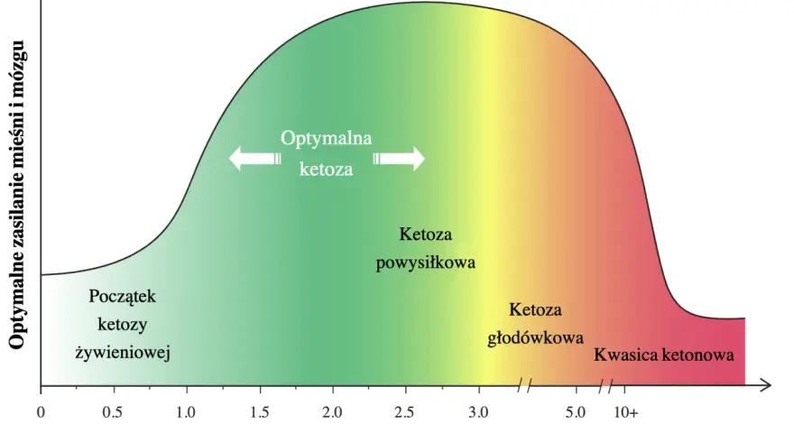 Wykres pokazuje optymalne zasilanie mięśni i mózgu w zależności od poziomu ketonów we krwi, od początku ketozy żywieniowej do kwasicy ketonowej.